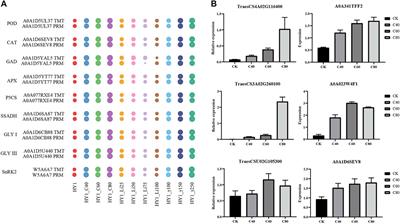 Physiological and Differential Proteomic Analysis at Seedling Stage by Induction of Heavy-Ion Beam Radiation in Wheat Seeds